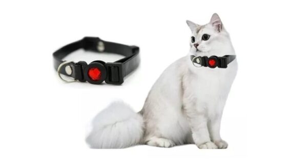 Collar Para Tu Mascota Gato De Nylon Negro Hey!