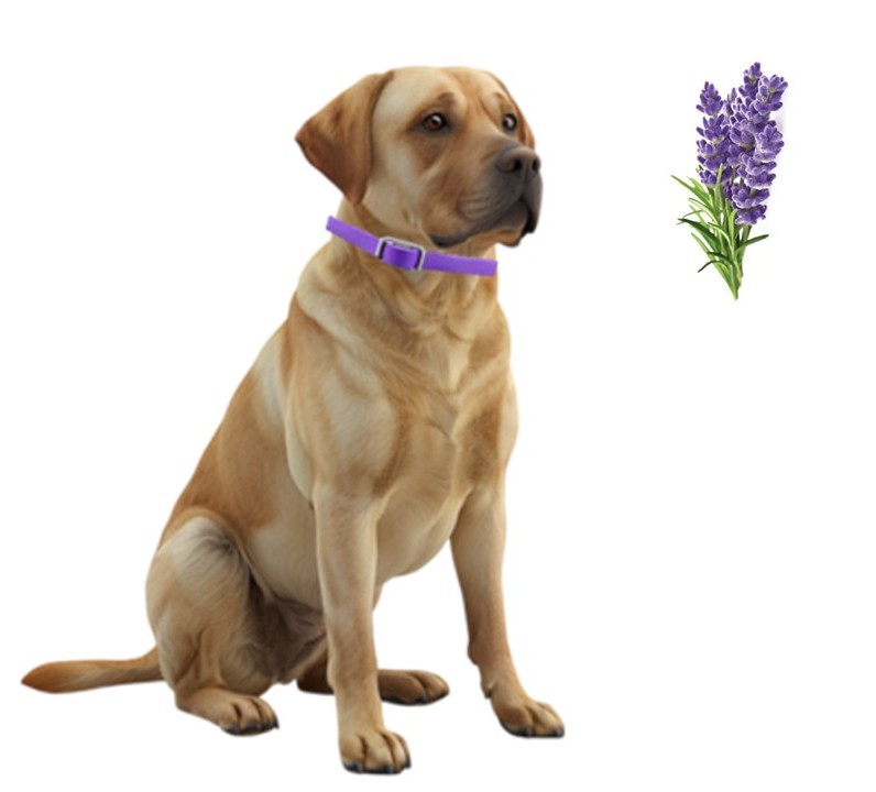 Pack 4 Collar Para Perro Con Feromonas Relajante Calmante - Imagen 3