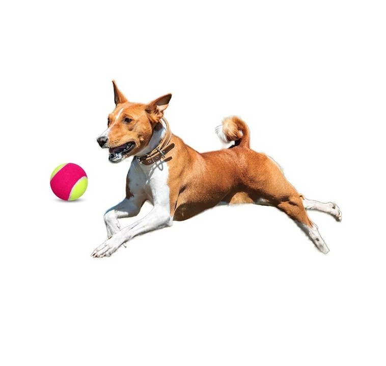 Pack 3 Juguete Para Perro Pelota Tenis Con Sonido Multicolor