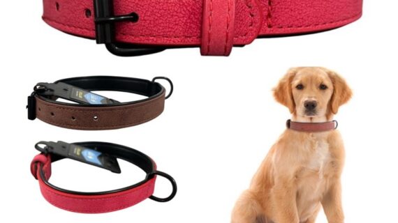 Collar Para Perro Eco Cuero Mascotas 2cm Ancho X 42cm Largo